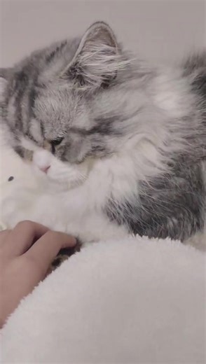 lorrow ffff (@lorrow.ffff)’s videos with original sound - lorrow ffff