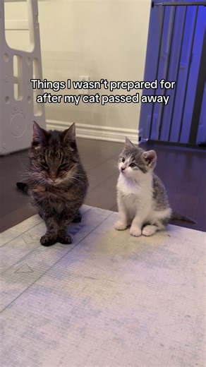 Krista & Cats | BamBam & Bonnie on Instagram: "Grief is like glitter. You think you’ve cleaned it all up… and then one day you move something and suddenly it’s right there. Losing Ginny wasn’t one moment. It was a hundred small ones after. #petloss #grief"