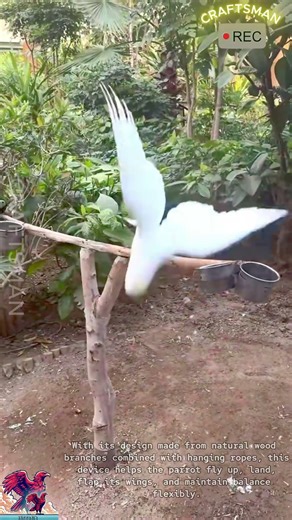 Fun Training Toy for Pet Parrot #shorts #viral #tools #creative #video