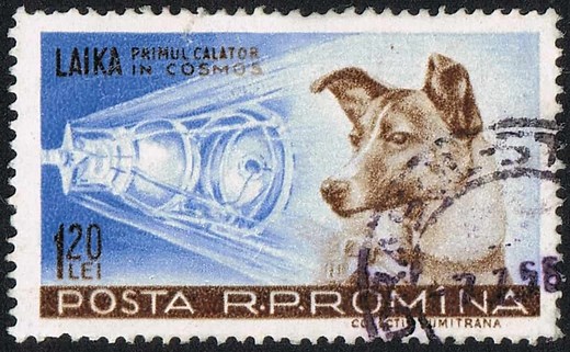 Meet Laika - The First Dog in Space