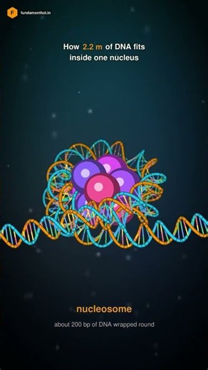 How 2.2 m of DNA fits inside one nucleus 🧬 | NEET Biology #shorts