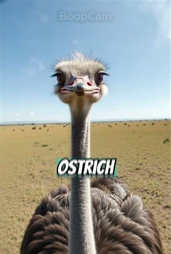 what happens when you boop a ostrich's nose? #ostrich #boop #pov