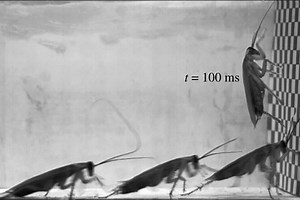 Cockroach-inspired robot is no crash-test dummy - Berkeley News
