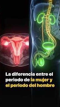 The difference between a woman's cycle and a man's cycle