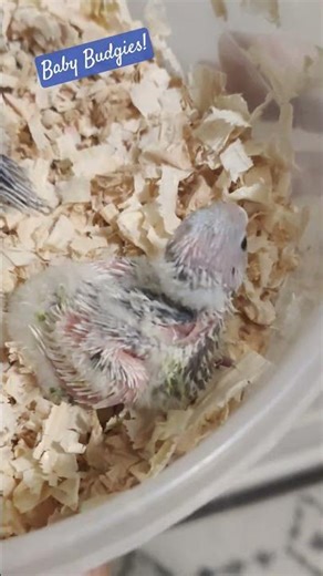 Baby Budgies!!🥰🐣❤️ #birds #budgie #white
