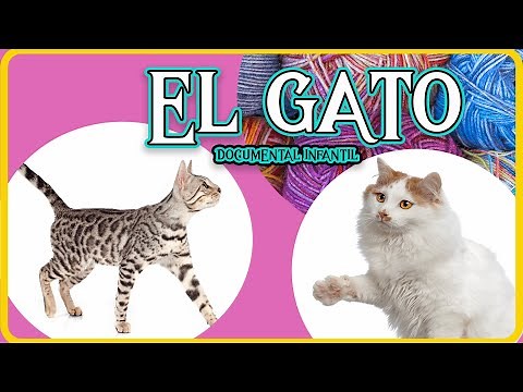 EL GATO 🐱 | Videos educativos para niños | Los animales | Documentales para niños