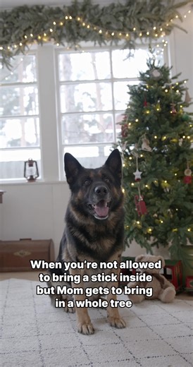 Apparently sticks are a no, but whole trees are fine 🎄🙄 Good news though — our Tech the Halls Giveaway has been extended! ✨ Enter by 12/31 for a chance to win $3,000 in pet tech wellness prizes from your favorite brands: @Halo Collar, @Shop BARK, @Native Pet, @PetSafe Brand , @PetPace , @iPupPee , and @Vet Naturals! Bring peace to your holidays with pet tech and wellness products that bring peace of mind. Want in? Enter our Tech the Halls Giveaway at our link in bio! 🎅🐶🐱🎁 . . . #techthehal