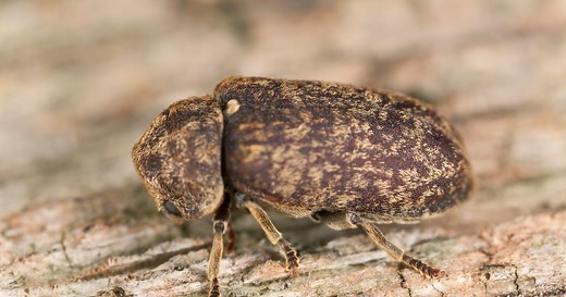 Vrillette du bois : comment l'éliminer de la maison ?