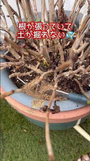 【今回は許して】アジサイ植え替えパスしました