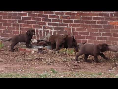 Chocolate Lab Puppies For Sale