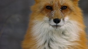 651K views · 1.2K shares | A meadow vole can run, but it can't hide for long from a red fox—even in the winter. | National Geographic | Facebook