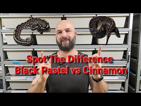Black Pastel OR Cinnamon? Do You Know The Difference?