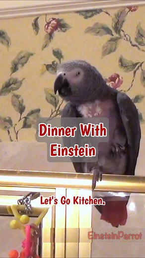 23K views · 958 reactions | Einstein’s ready for his Thanksgiving feast! Inviting you to the kitchen for dinner, and looking forward to the essentials: cornbread, broccoli, carrots, and salad! 凌復 綾 With lip-smacks of approval and big dinner excitement, this little chef is fully in holiday mode. Bon appétit! #thanksgivingfood #fblifestyle #TalkingParrot #dinnervibes | Einstein the Talking Texan Parrot | Facebook