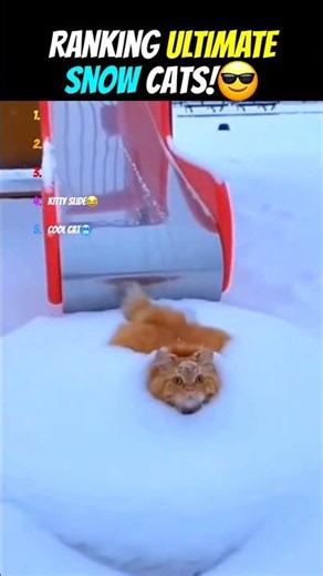 Why Do Cats Think Snow Is CATNIP?? 😝