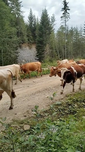 15K views · 2K reactions | What does slowness taste like? Maybe like...