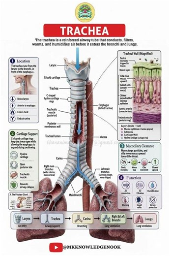 Trachea (Medical Definition) | Quick Explainer Video #trachea #lunghealth #windpipe