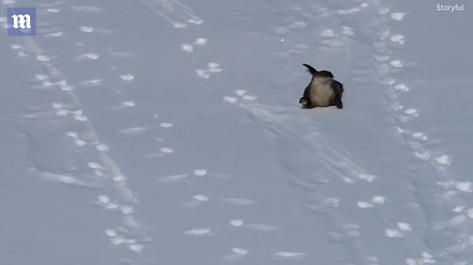 Playful otter slides down snowy hill at Yellowstone Park