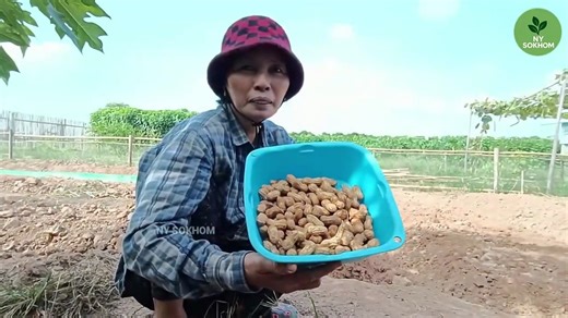 Easy Guide to Growing Peanuts: From Seed to Harvest! 🥜🌱