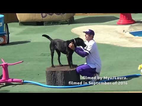 Pets Rule! show at SeaWorld in San Diego