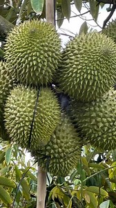 Amazing !! Durian grafting using old durian tree #reels #durian | Borneo Forester