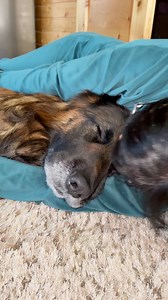 Cuddle Time #dog #Lovely #cute #germanshepherd #cuddle | EVO the German Shepherd