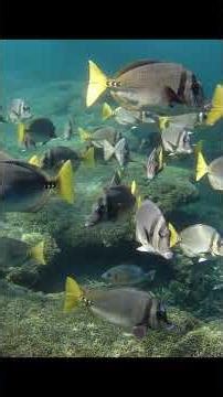 Peaceful Underwater World 🌊 Relaxing Fish & Bubble Sounds #relaxingsounds #relaxingmusic #musicvideo