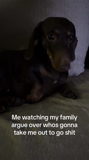 #chocolatedachshund #viral #minidachshund #dogdachshund #dachshund
