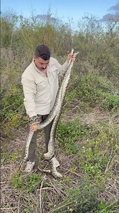 DOUBLE PYTHON GRAB 🐍🔥 #youtubeshorts #snake #ytshorts