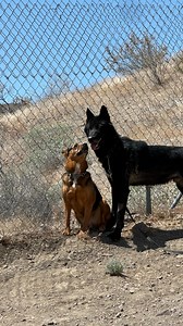 7.8K views · 6.4K reactions | Who will he meet next? 類 Since Shadow...