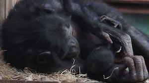 Meet the UK’s first bonobo baby: endangered species of ape born this week