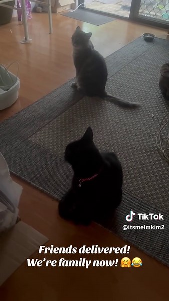 Pokie & Bobcat! Mates! 🤗😂 #catsarecool #friends #bobcat #pokie #pokes #lokipokes #loveyourlife #doyou #theranch #longweekend #bobcat #mymsn #family #loveanimals #lookathem #gorgeous #happy #thankyou #lovetohelp #mylordistgegreatest #amen