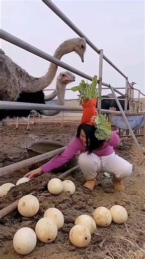 Oestrich egg || #fact #shorts #ostricheggs