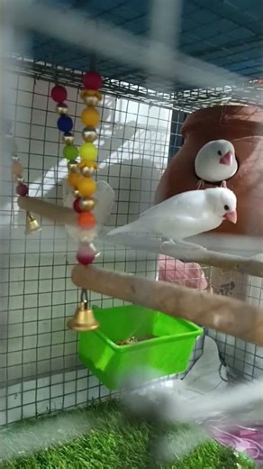 my cute Java birds 🐦🤩🐦‍⬛🐦♥️❤️#birds #javabird #javasparrow