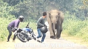 Deadly and Surprise Animal Attacks Compilation | Attack on Human Videos Collection