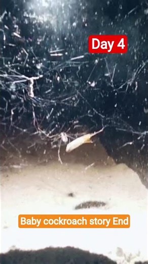 Spider 🕷️ vs baby cockroach 🪳 #spider #wildbox #antcolony #insects #nature #shorts #usa #animals #fy