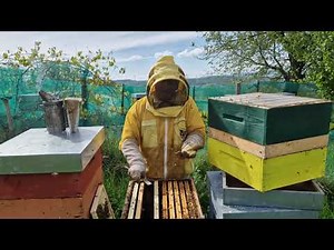 Apicoltura 2024: sciamature e orfanità