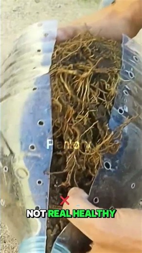 “The Viral Nail-Root Hack is a SCAM — Watch What Really Happens 😳🌱”