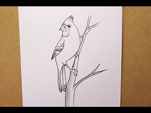 How to draw a Cardinal Bird step by step || Easy Bird drawing || Charcoal pencil sketch drawing Bird