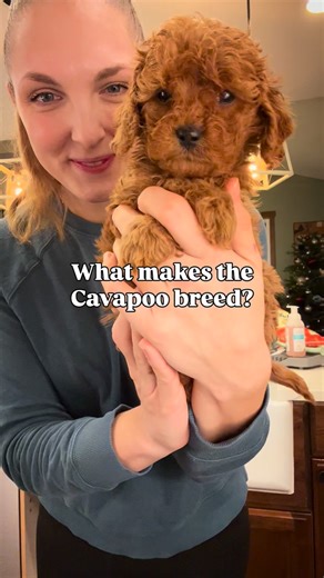 Kirsten | Pacific North West Cavapoo’s LLC | Puppies on Instagram: "A Cavapoo is a Cavalier King Charles Spaniel mixed with a Poodle. The Cavalier brings that easy-going, calm, total lap-dog energy, while the Poodle brings high intelligence and people-loving loyalty. When you put the two together, you get one of the smartest, chillest dogs you could ever ask for. Perfect for families, cuddles, and everyday life. 🐶🤍 Send this to a friend who needs a calm, loving dog in their life and save for l