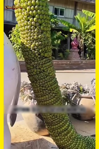 Understanding Why Farmers Cut Banana Trees