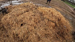 759K views · 11K reactions |  Dozens of rats living in just one bale! One after the other for 3 whole minutes! | Suffolk and Norfolk rat pack | Facebook