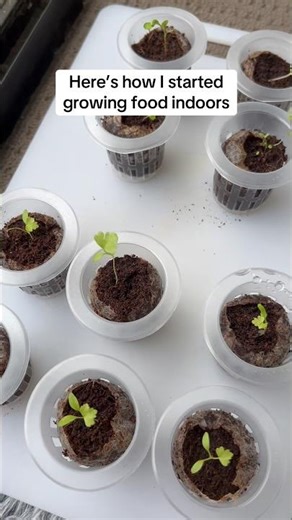 How I Started Growing Food Indoors 🌱