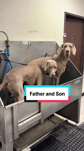Father and son Weimaraner #weimaraner #weimaranersoftiktok #doggrooming #dogbath #fatherandson