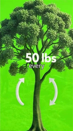 Forests for the Future | Why Planting Trees Is Crucial in the Fight Against Climate Change |