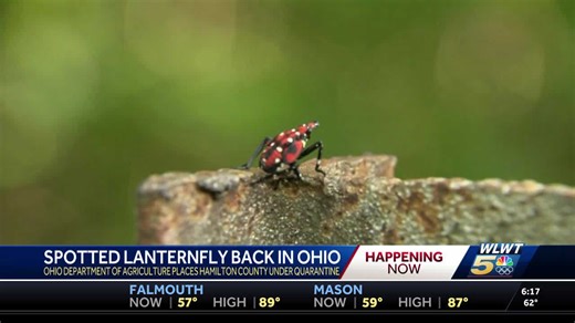 Spotted lanternfly back in Ohio, Hamilton County placed under quarantine by ag. department