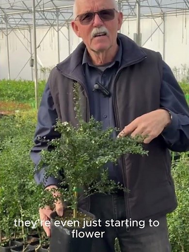 Little Ruby Finger Lime Your pocket sized Native Citrus