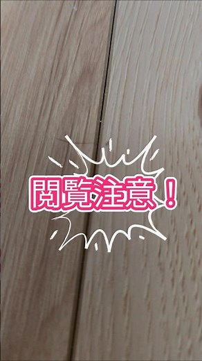 #害虫駆除#害虫#トビムシ#益虫#チャタテムシ#シロアリ#クロアリ#駆除業者#ショート#関東#虫#庭#芝