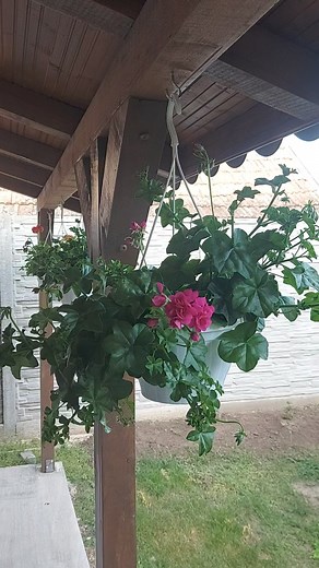 82K views · 665 reactions | Pentru flori frumoase fertilizez muscatele o data la 2 -3 săptămâni #muscate #ingrasamant #fertilizant #gradina #flori #primavara #reels | Grădinărim împreună | Facebook