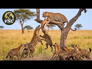 Clash of the Predators | Leopard vs Hyena | FULL EPISODE | Wildlife Documentary
