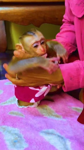 Mon Comfy Genius ChavChav To Sleep#monkey #baby #monkeylife #monkeylove #pet #reels #babymonkey | The Monkey Era